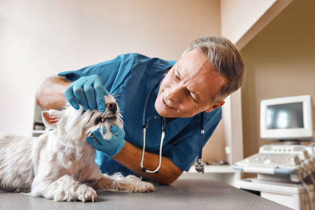 Best Emergency Treatment for Dental Infections or Abscesses in North Rock Springs, WY